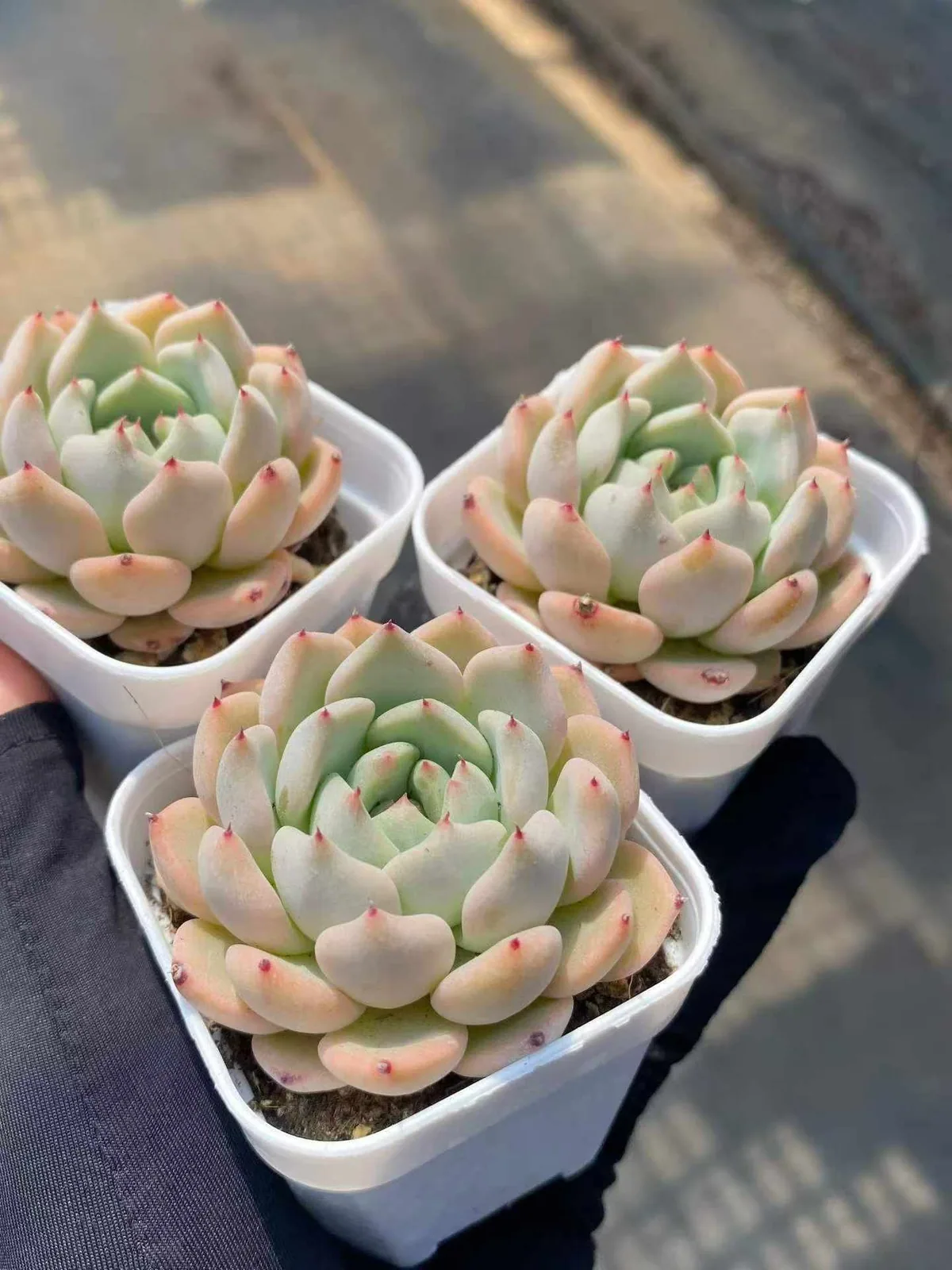 Echeveria Ace (艾斯) succulent — wholesale bare-root export from Yunnan, China (1 of 5)