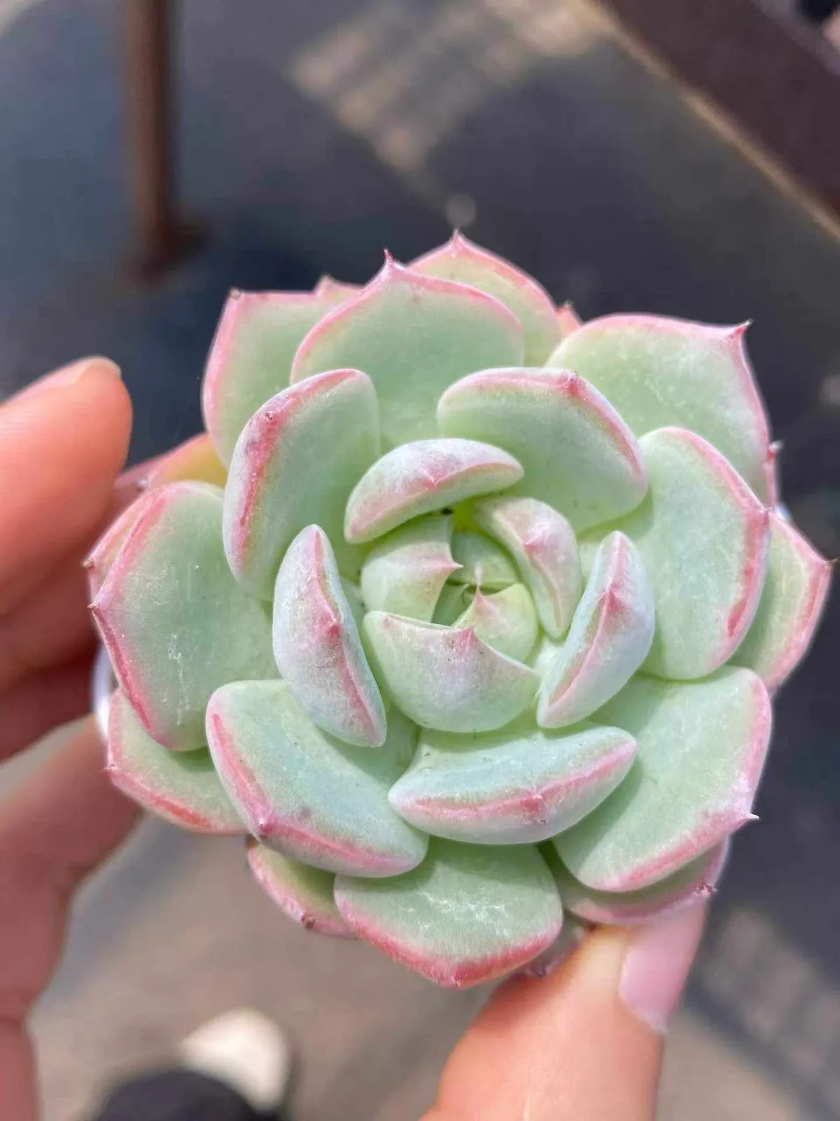 Echeveria Aegean Sea (琴海) succulent — wholesale bare-root export from Yunnan, China (1 of 3)