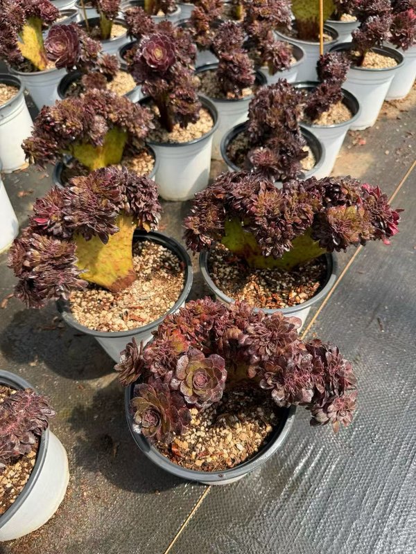 Crested Aeonium 'Black Beauty' specimen with fan-shaped cristate growth — SouthQuest Farm rare collection