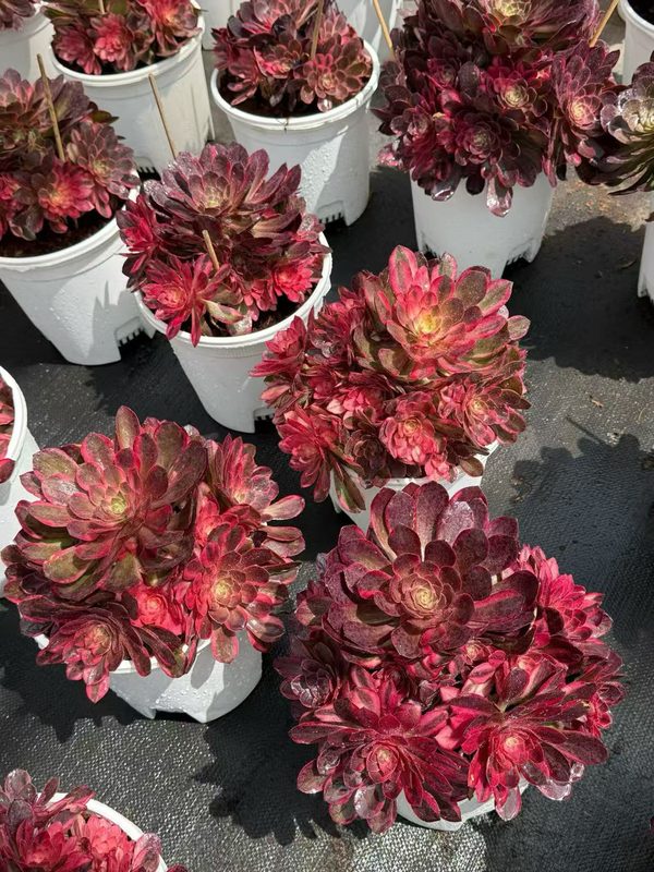 Aeonium 'Black Magic' dark rosette specimen — SouthQuest Farm