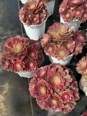 Aeonium 'Candy Heart' Variegated (糖心锦) succulent — wholesale bare-root export from Yunnan, China