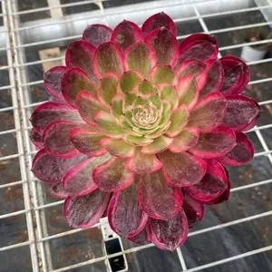 Aeonium 'Cherry Blossom' 12cm Pot w/ Offsets (樱花  12杯带崽) succulent — wholesale bare-root export from Yunnan, China