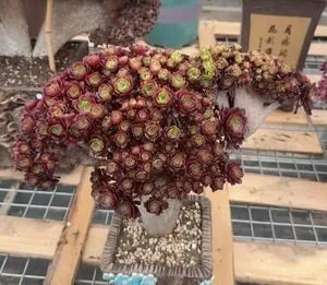 Aeonium, Crested Form No.1 (缀化法师1) succulent — wholesale bare-root export from Yunnan, China