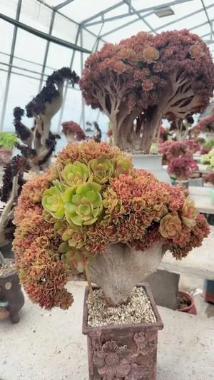 Aeonium, Crested Form No.10 (缀化法师10) succulent — wholesale bare-root export from Yunnan, China