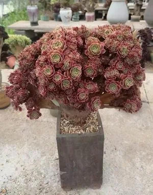Aeonium, Crested Form No.11 (缀化法师11) succulent — wholesale bare-root export from Yunnan, China