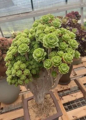 Aeonium, Crested Form No.12 (缀化法师12) succulent — wholesale bare-root export from Yunnan, China