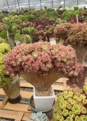 Aeonium, Crested Form No.14 (缀化法师14) succulent — wholesale bare-root export from Yunnan, China