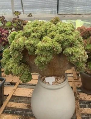 Aeonium, Crested Form No.6 (缀化法师6) succulent — wholesale bare-root export from Yunnan, China