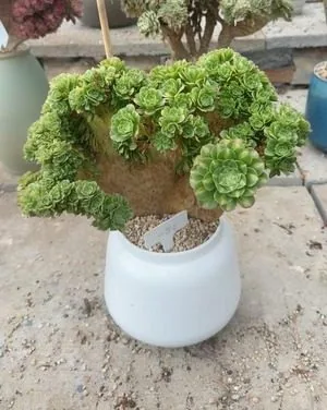 Aeonium, Crested Form No.7 (缀化法师7) succulent — wholesale bare-root export from Yunnan, China