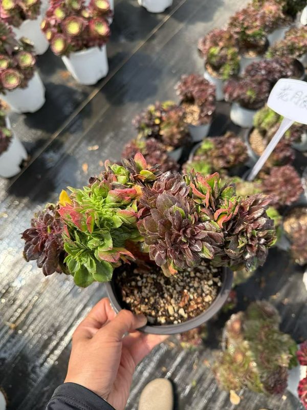 Crested Aeonium specimen — rare succulent from SouthQuest Farm Yunnan collection