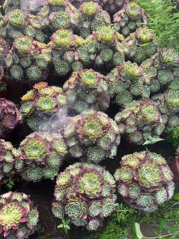 Half Sugar large Aeonium