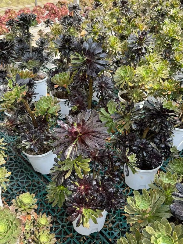 Ink Wash Painting large single-rosette Aeonium