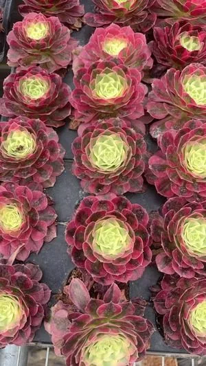 Aeonium 'Mirror Flower Moon' (镜花水月) succulent — wholesale bare-root export from Yunnan, China