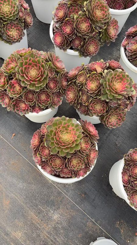 Moonglow cream-toned Aeonium