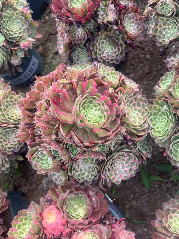 Peacock Plume large Aeonium