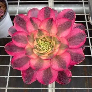 Aeonium 'Ruyi' 12cm Pot w/ Offsets (如意   12杯带崽) succulent — wholesale bare-root export from Yunnan, China