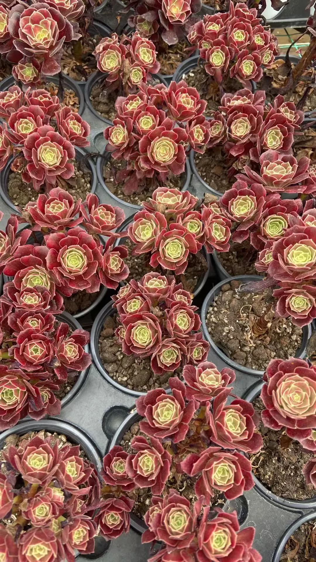 Aeonium Small Cluster (法师小群) succulent — wholesale bare-root export from Yunnan, China