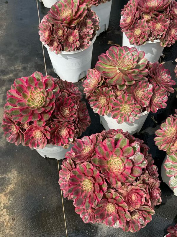 Candy Heart variegated Aeonium