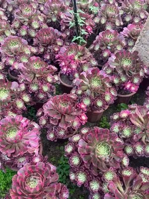 Aeonium 'Clear Moon' (霁月) succulent — wholesale bare-root export from Yunnan, China
