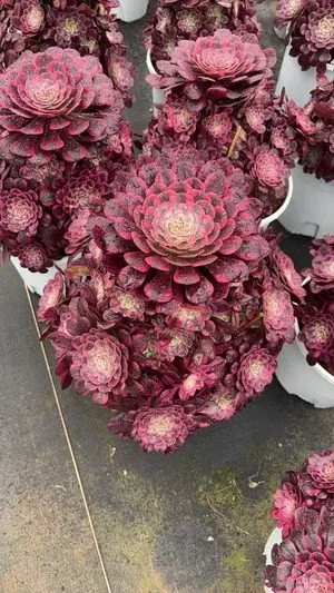 Aeonium 'Clear Moon' (霁月) succulent — wholesale bare-root export from Yunnan, China