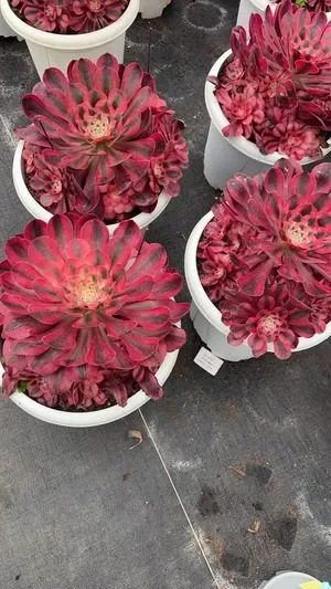 Aeonium 'Alice' (爱丽丝) succulent — wholesale bare-root export from Yunnan, China