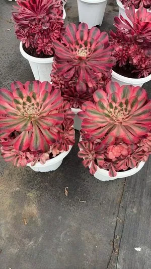 Aeonium 'Alice' Large Cluster (爱丽丝大群) succulent — wholesale bare-root export from Yunnan, China