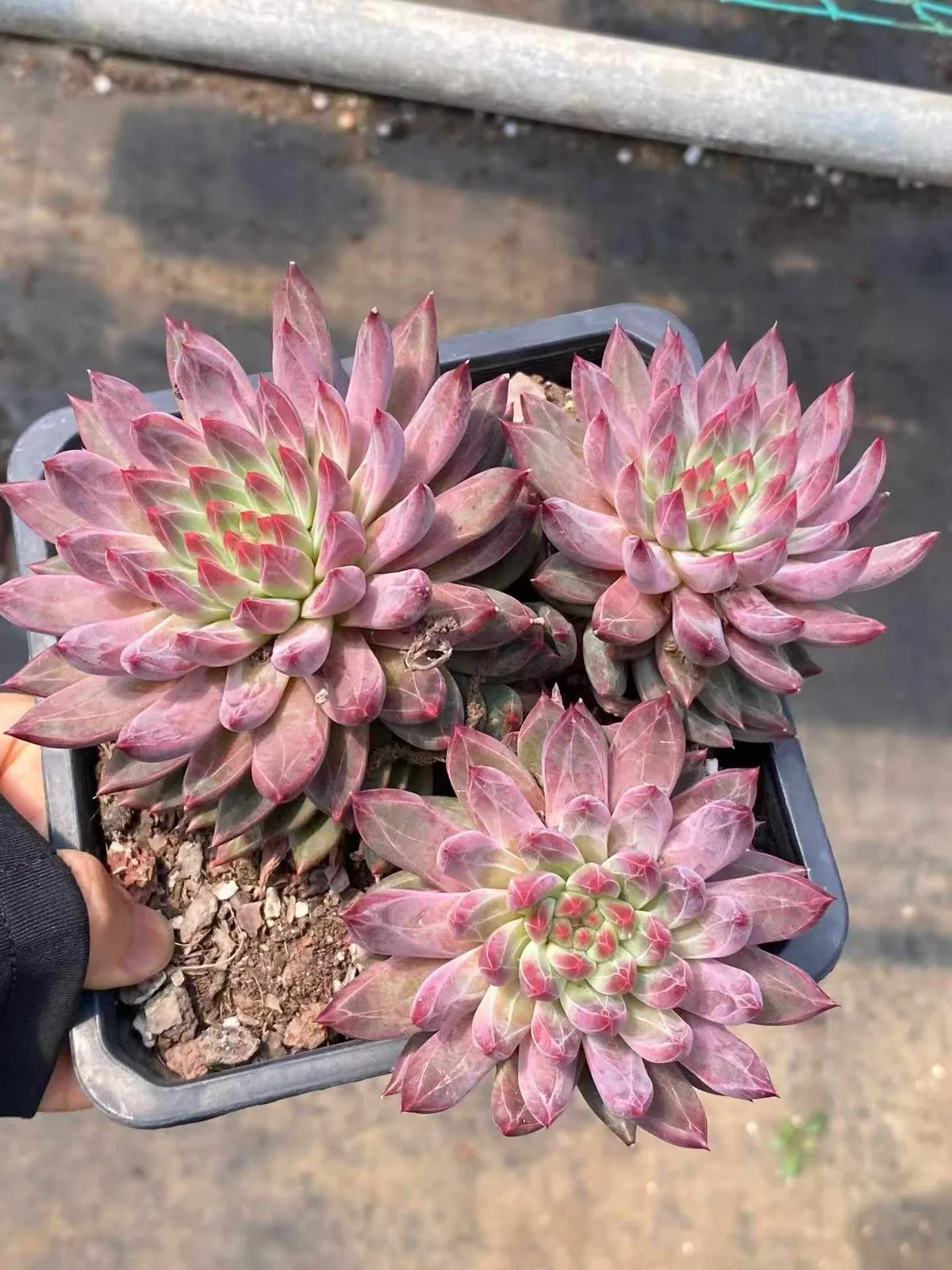 Echeveria Awakening of Insects 3 Heads (惊蛰三头) succulent — wholesale bare-root export from Yunnan, China (1 of 6)