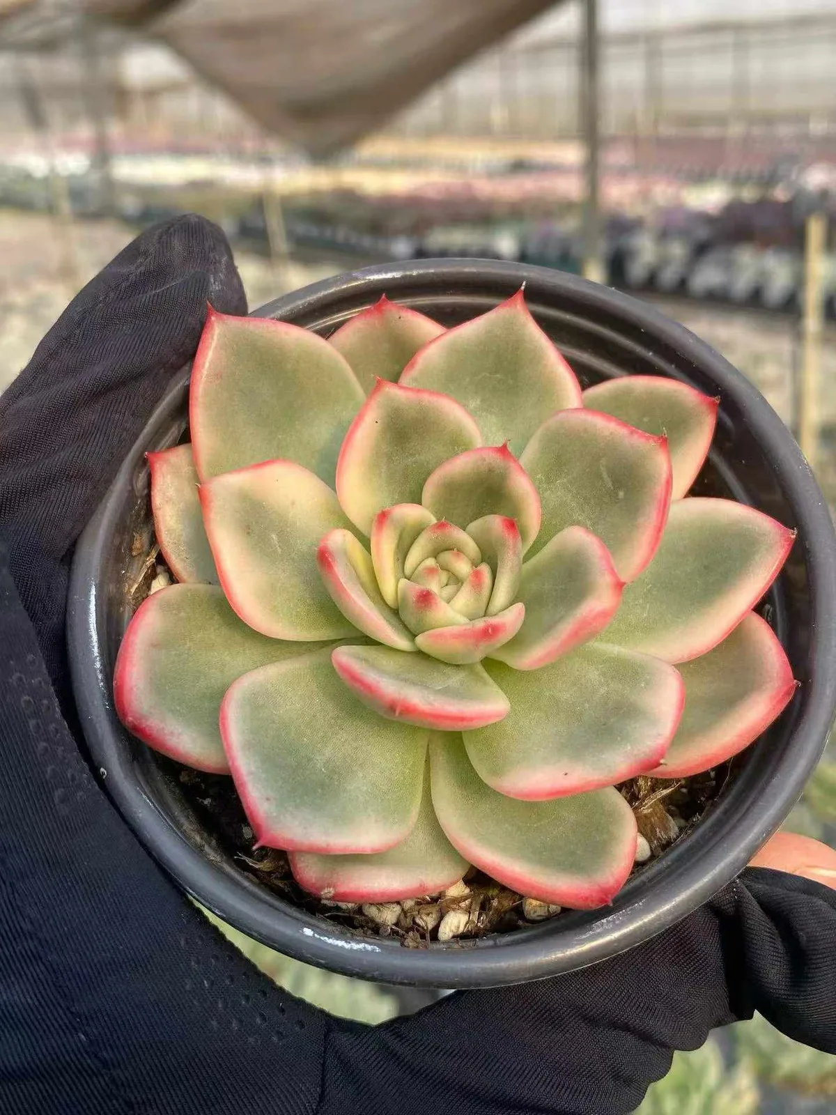 Echeveria Azure Variegated (蔚蓝锦) succulent — wholesale bare-root export from Yunnan, China (1 of 5)