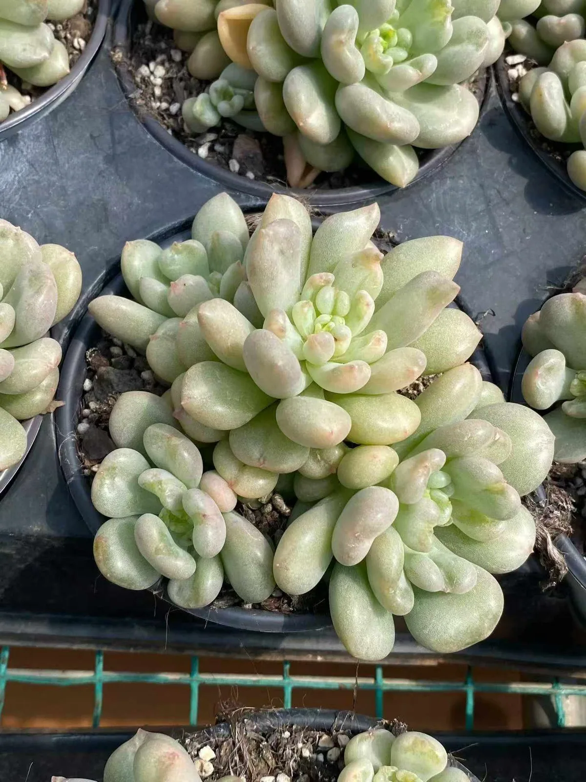 Echeveria Bayi Cluster (贝伊群) succulent — wholesale bare-root export from Yunnan, China (1 of 6)