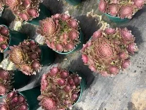 Aeonium 'Radiant Face' (倾颜) succulent — wholesale bare-root export from Yunnan, China