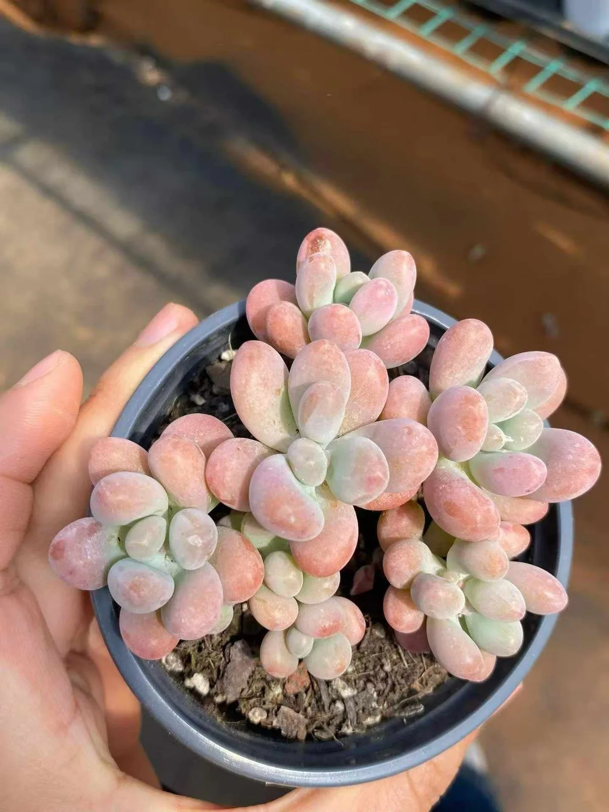 Graptopetalum Big Star (胖大星) succulent — wholesale bare-root export from Yunnan, China (1 of 4)
