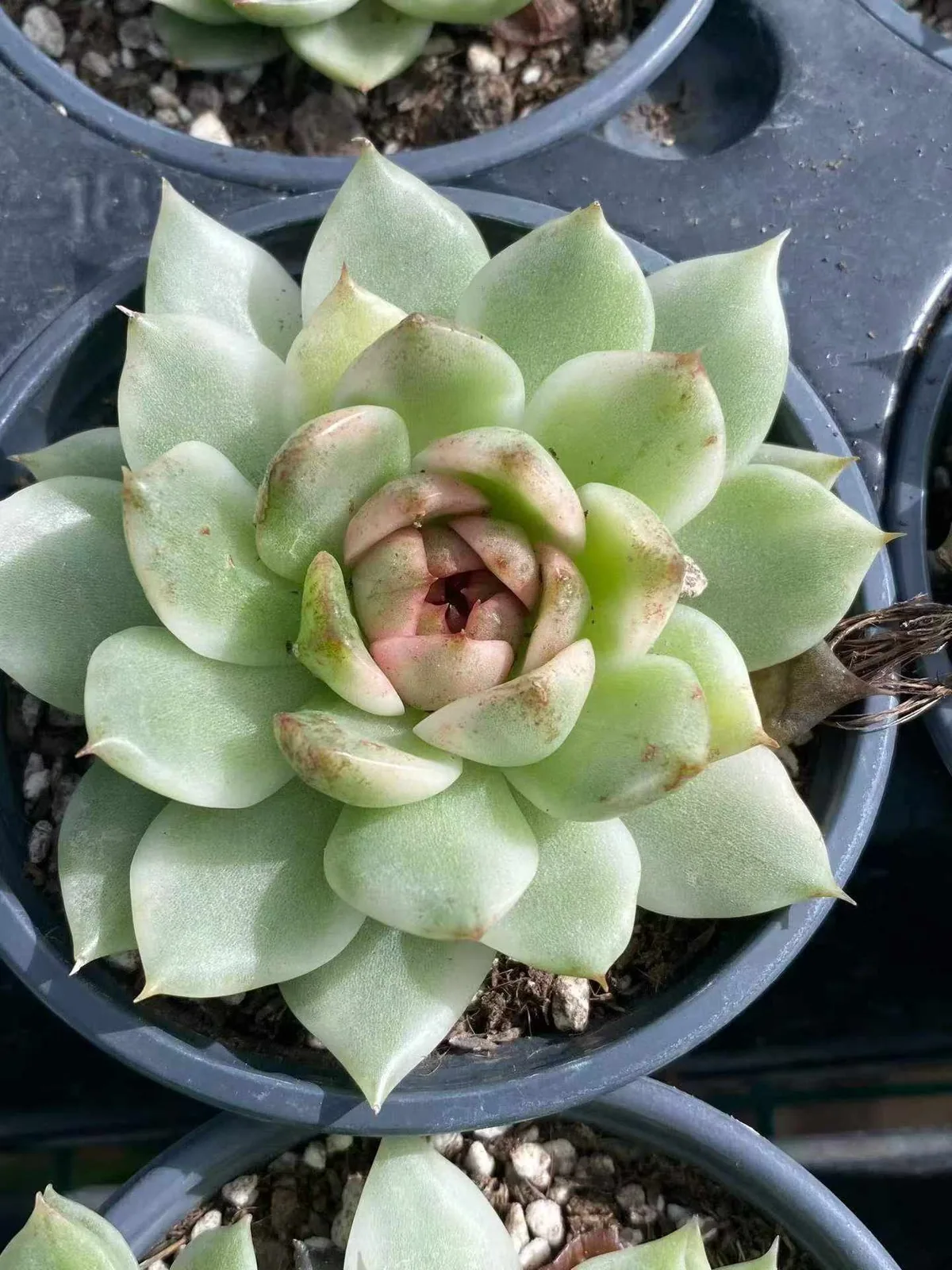 Echeveria Black Crystal Variegated (黑水晶锦) succulent — wholesale bare-root export from Yunnan, China (1 of 4)