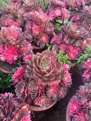 Aeonium 'Black Magic' Variegated (黑魔锦) succulent — wholesale bare-root export from Yunnan, China