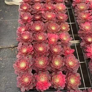 Aeonium 'Black Magic' Variegated, Plug Tray (黑魔锦穴盘) succulent — wholesale bare-root export from Yunnan, China