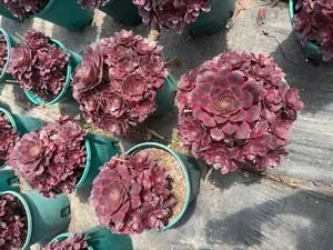 Aeonium 'Good Fortune' (纳福) succulent — wholesale bare-root export from Yunnan, China