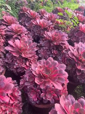 Aeonium 'Good Fortune' (纳福) succulent — wholesale bare-root export from Yunnan, China