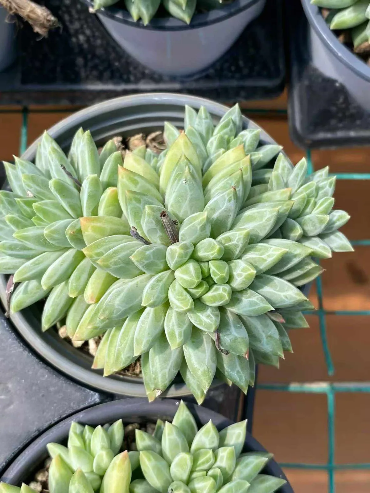 Echeveria Blue-and-White Porcelain (青花瓷) succulent — wholesale bare-root export from Yunnan, China (1 of 4)