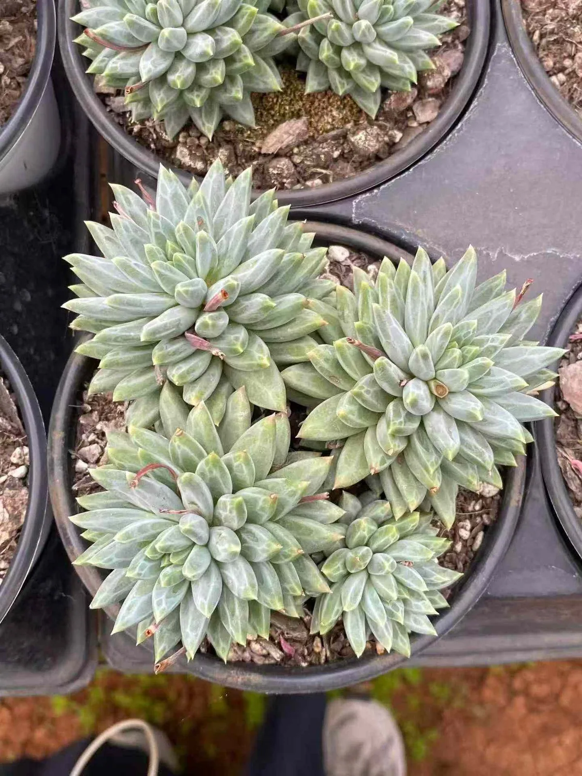 Echeveria Blue-and-White Porcelain Cluster (青花瓷群) succulent — wholesale bare-root export from Yunnan, China (1 of 5)