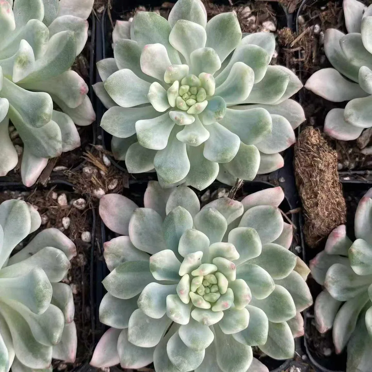 Echeveria Blue Apple Variegated Single (蓝苹果锦单头) succulent — wholesale bare-root export from Yunnan, China (1 of 4)