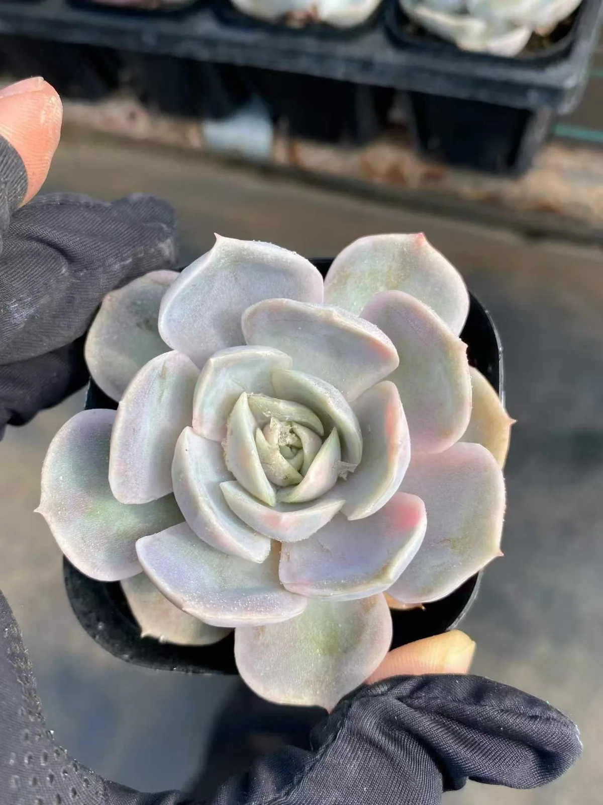 Echeveria Blue Surprise Variegated (蓝色惊喜锦) succulent — wholesale bare-root export from Yunnan, China (1 of 5)