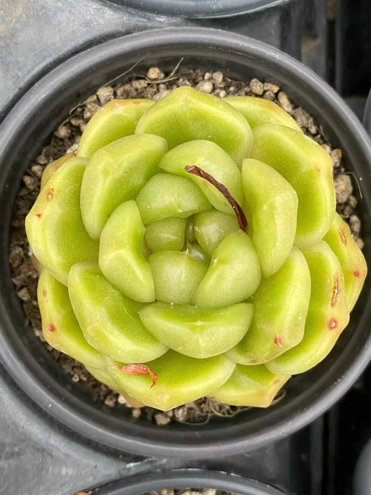 Echeveria Blue Water Ghost (蓝水鬼) succulent — wholesale bare-root export from Yunnan, China (1 of 4)