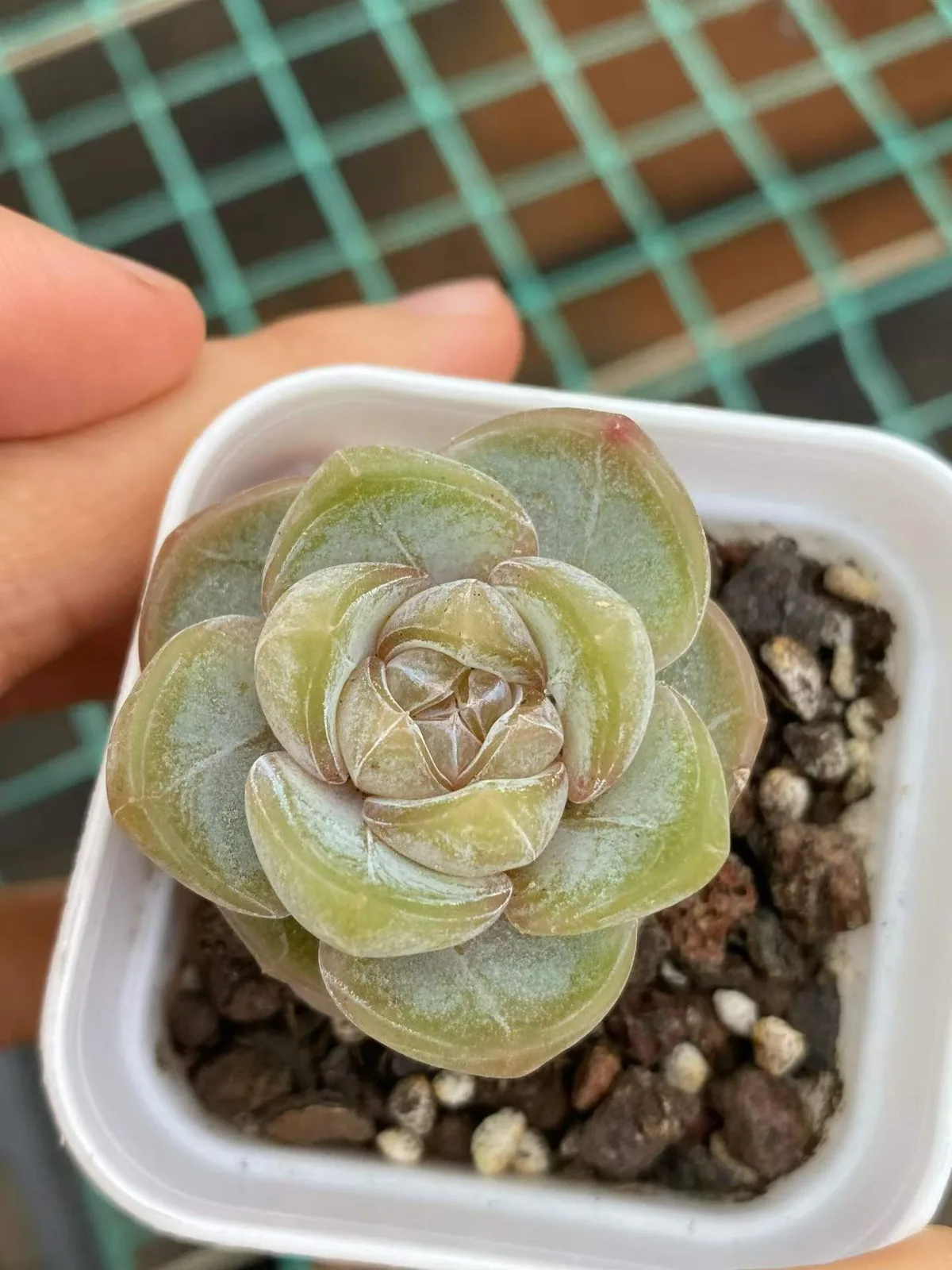 Echeveria Brandy (白兰地) succulent — wholesale bare-root export from Yunnan, China (1 of 4)