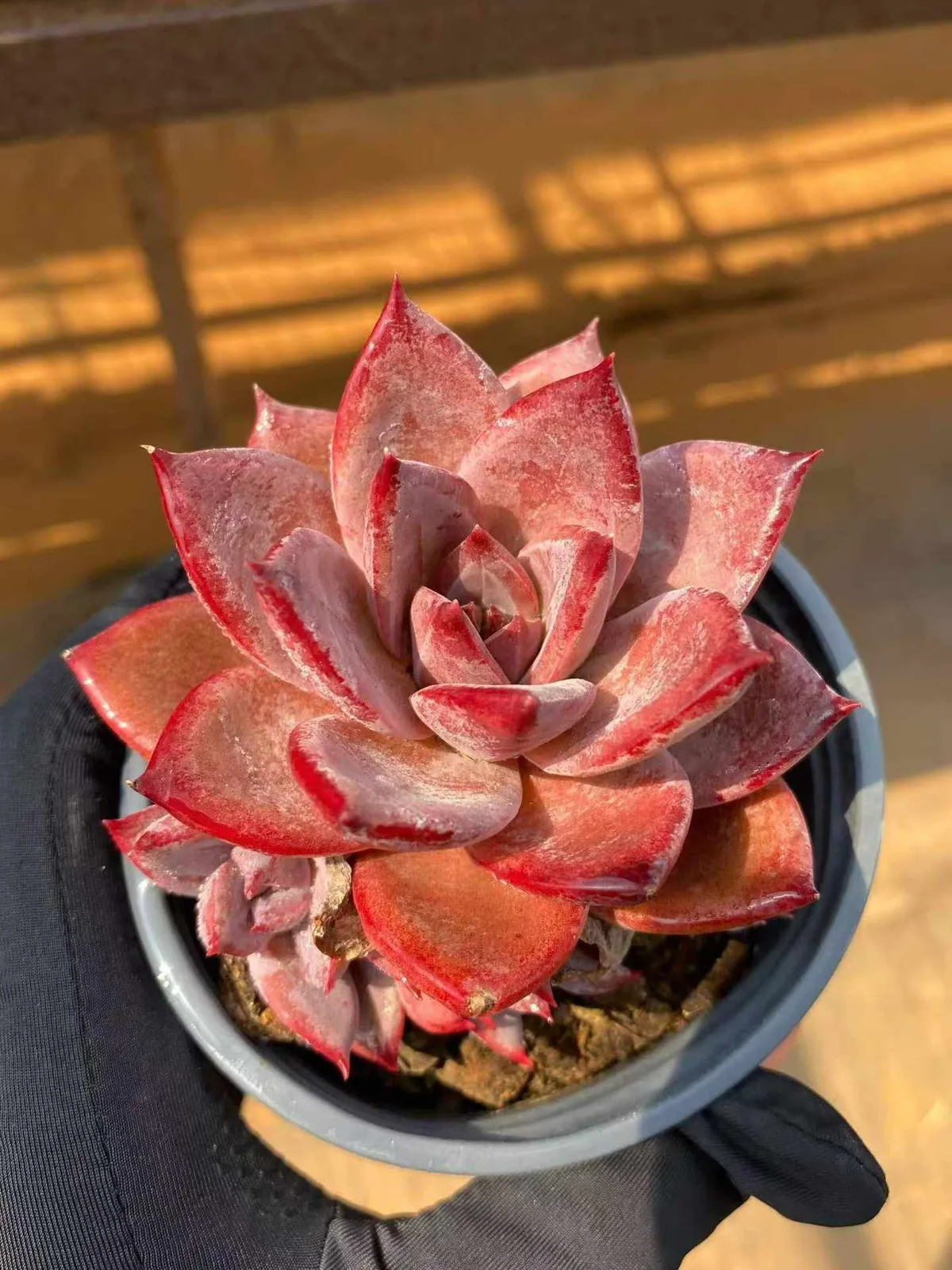 Echeveria Brown Sugar Single w/ Offsets (红糖卡单头带惠) succulent — wholesale bare-root export from Yunnan, China (1 of 4)