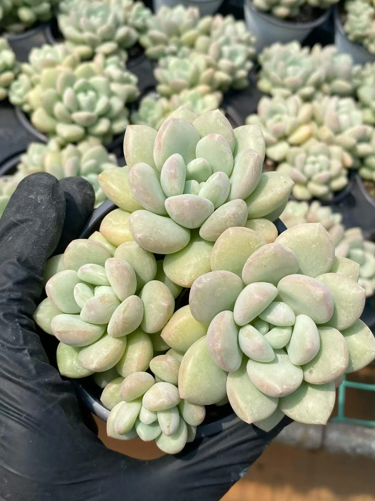 Echeveria Bubble Gum Cluster (泡泡糖群) succulent — wholesale bare-root export from Yunnan, China (1 of 5)