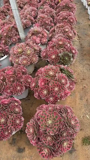 Aeonium 'Bugatti' Large Cluster (布加迪大群) succulent — wholesale bare-root export from Yunnan, China