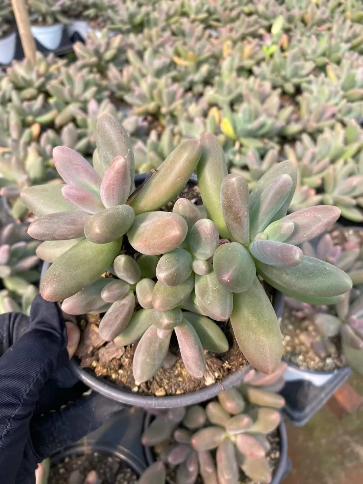 xPachyveria Candy Beauty Cluster (糖果美人群) succulent — wholesale bare-root export from Yunnan, China (1 of 6)