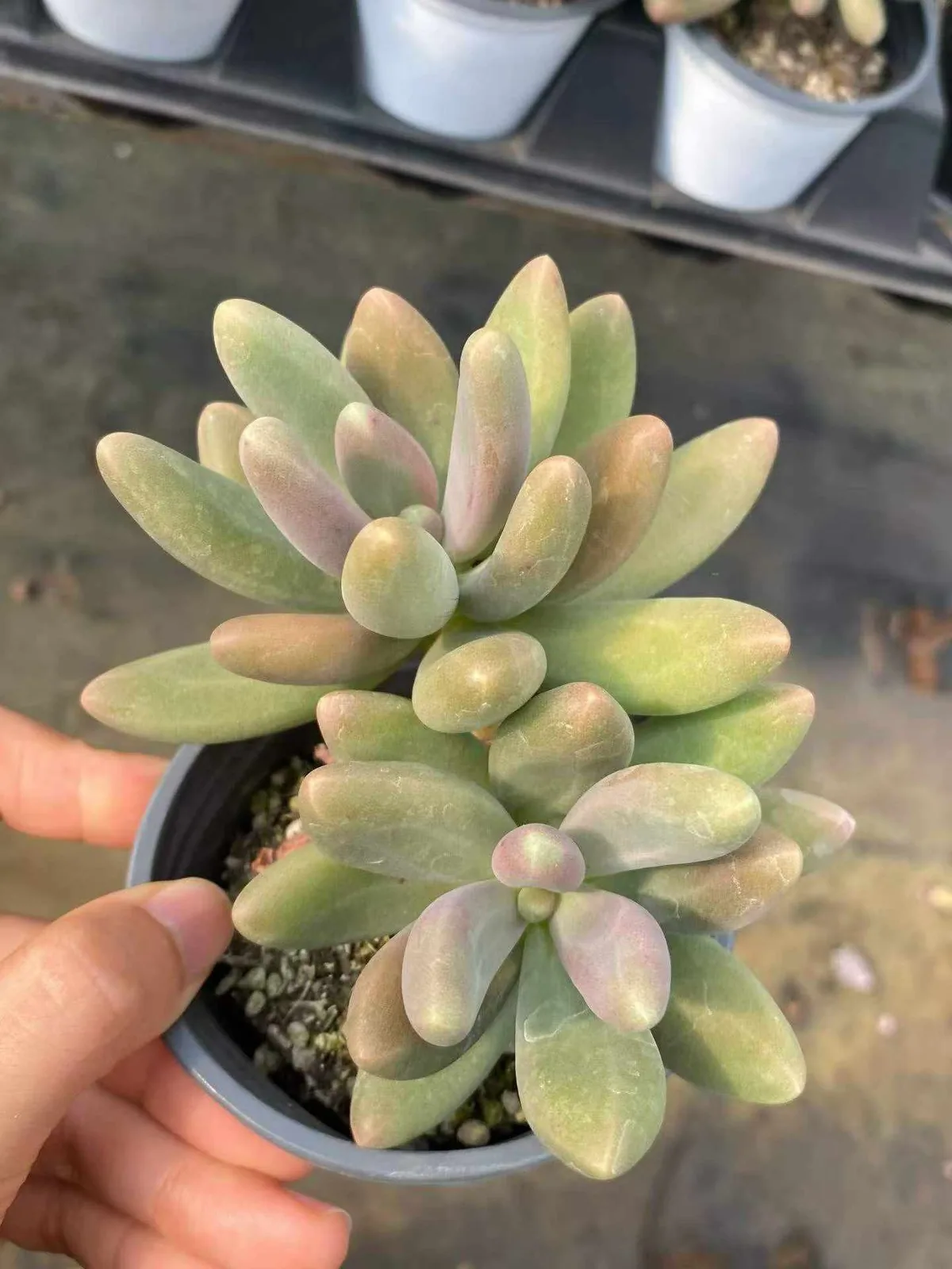 xPachyveria Candy Beauty Twin-head (糖果美人双头) succulent — wholesale bare-root export from Yunnan, China (1 of 4)