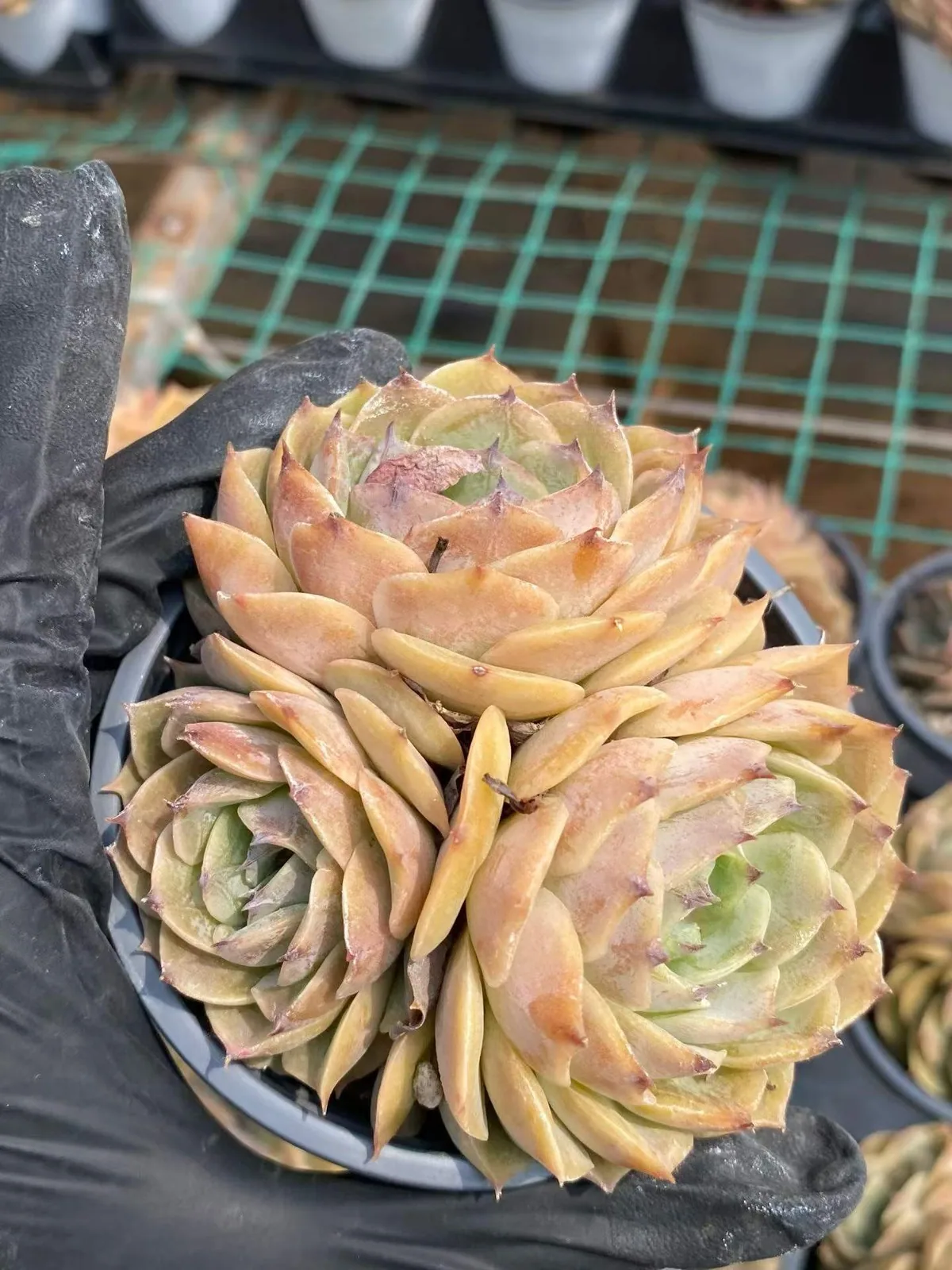 Echeveria Candy Heart Echeveria 'Onslow' Cluster (糖心昂斯诺群) succulent — wholesale bare-root export from Yunnan, China (1 of 4)