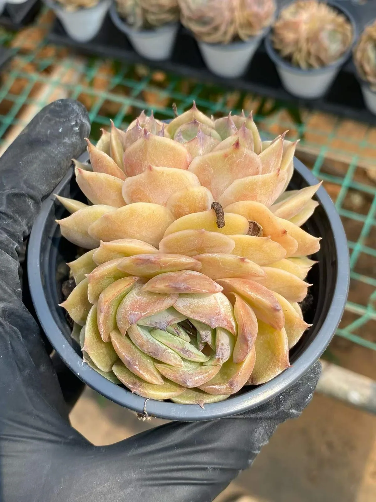 Echeveria Candy Heart Echeveria 'Onslow' Twin-head (糖心昂斯诺双头) succulent — wholesale bare-root export from Yunnan, China (1 of 4)