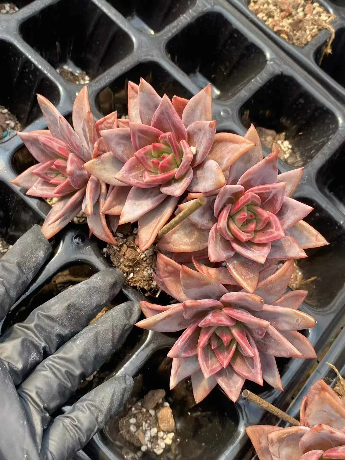 Echeveria Champagne (香槟三四头朵) succulent — wholesale bare-root export from Yunnan, China (1 of 5)